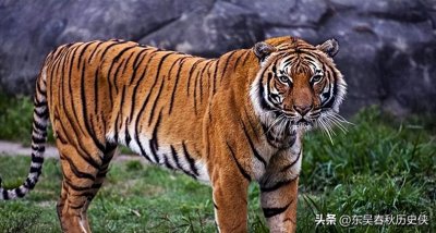 中国的特有老虎,野生华南虎,真的灭绝了吗?